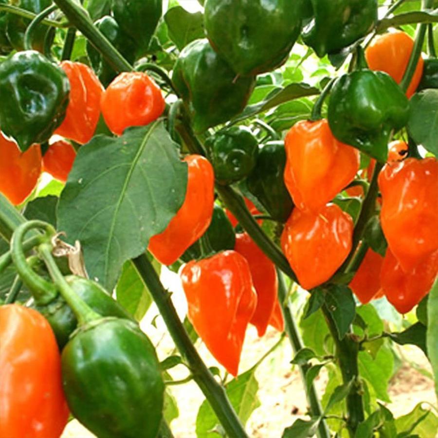 ITANSE トウガラシの苗 ハバネロ オレンジ 激辛とうがらし 野菜苗 自