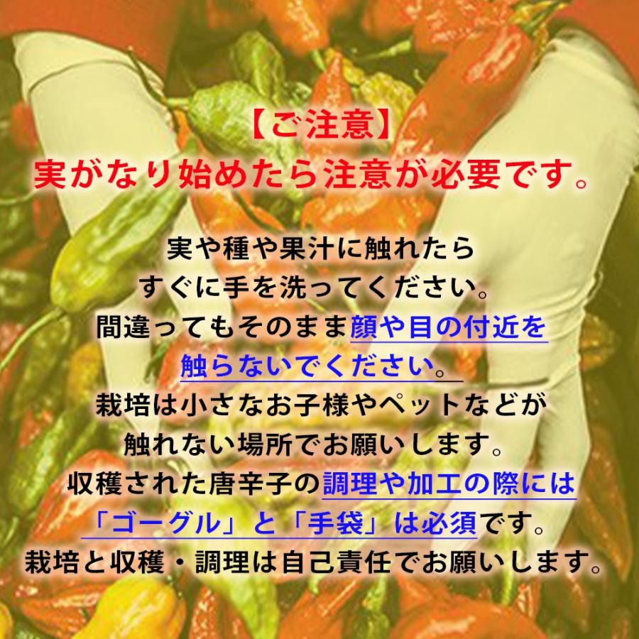 ITANSE トウガラシの苗 ハバネロ オレンジ 激辛とうがらし 野菜苗 自