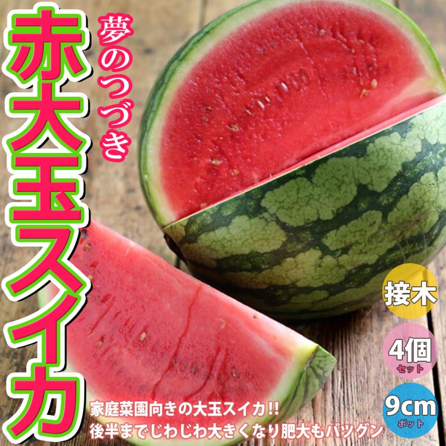 スイカの苗 赤大玉スイカ 夢のつづき 野菜苗 接木苗 9cmポット 4個セット 送料無料 西瓜 すいか スイカ 苗 Nae 野菜苗 植物 青果物販売のitanse 通販 Yahoo ショッピング