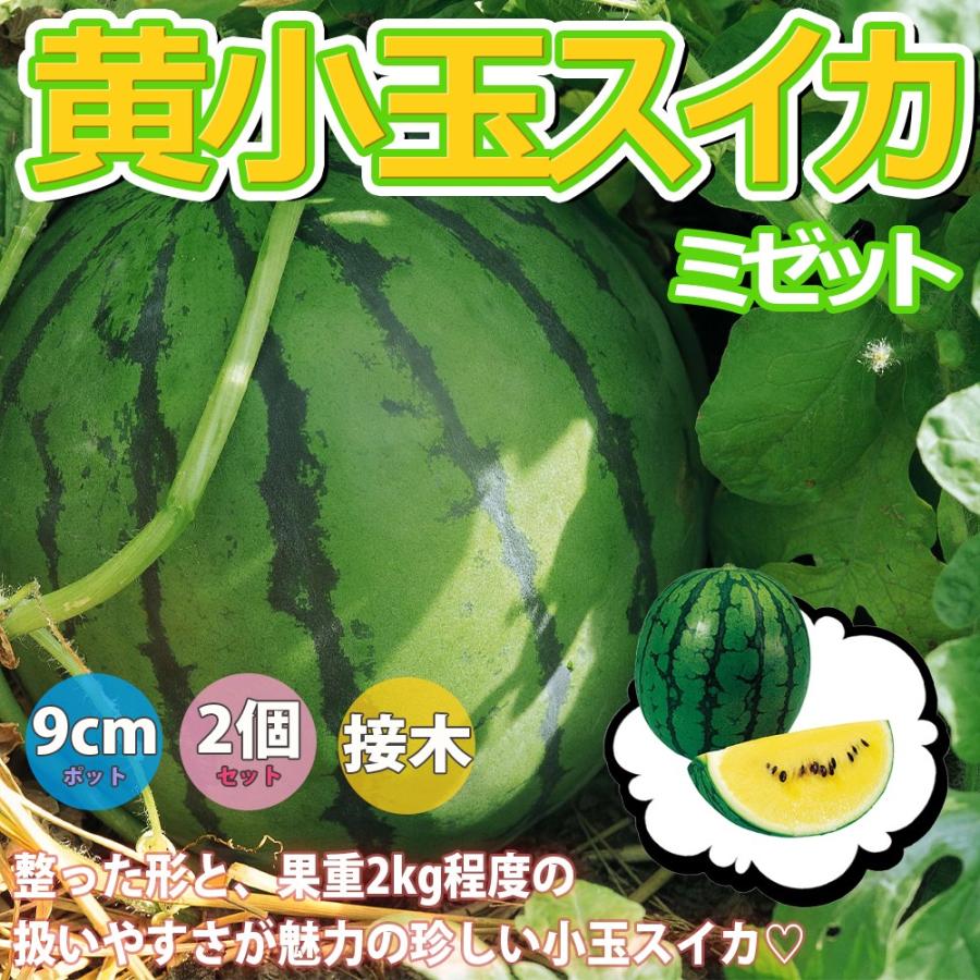 スイカ苗 黄小玉スイカ ミゼット 野菜苗 接木苗9cmポット 2個セット 送料無料 Nae 野菜苗 植物 青果物販売のitanse 通販 Yahoo ショッピング