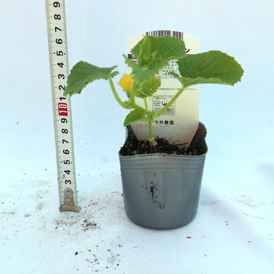 非売品 G エルダーフラワー 抜き苗１本 700 植物 観葉植物 Masterflex Com Mx