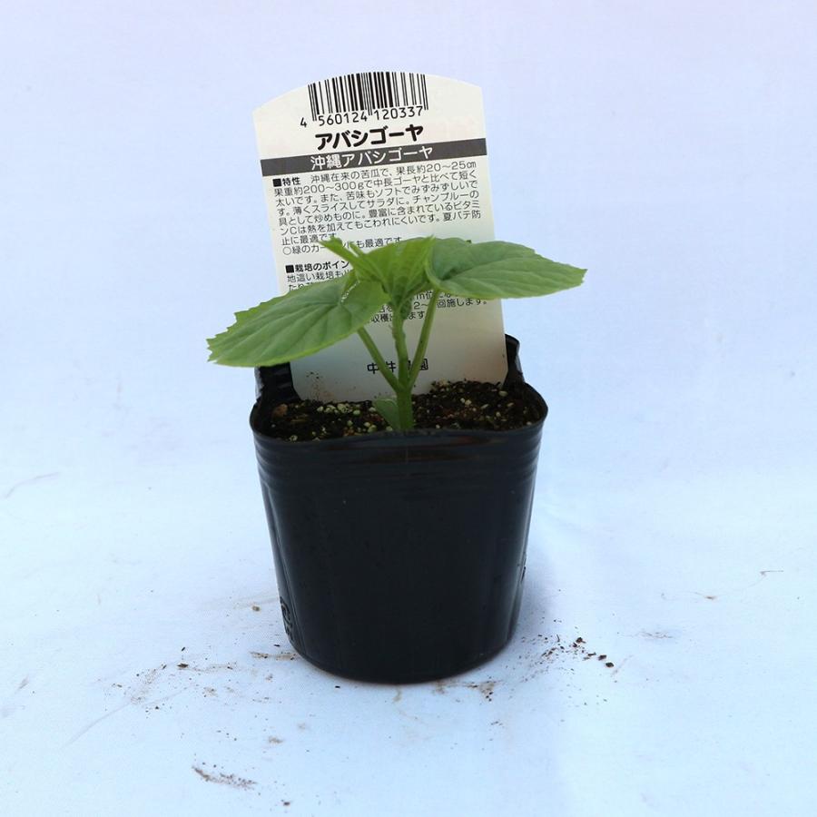 ITANSE ゴーヤの苗 アバシゴーヤー 野菜苗 9cmポット 2個セット 送料