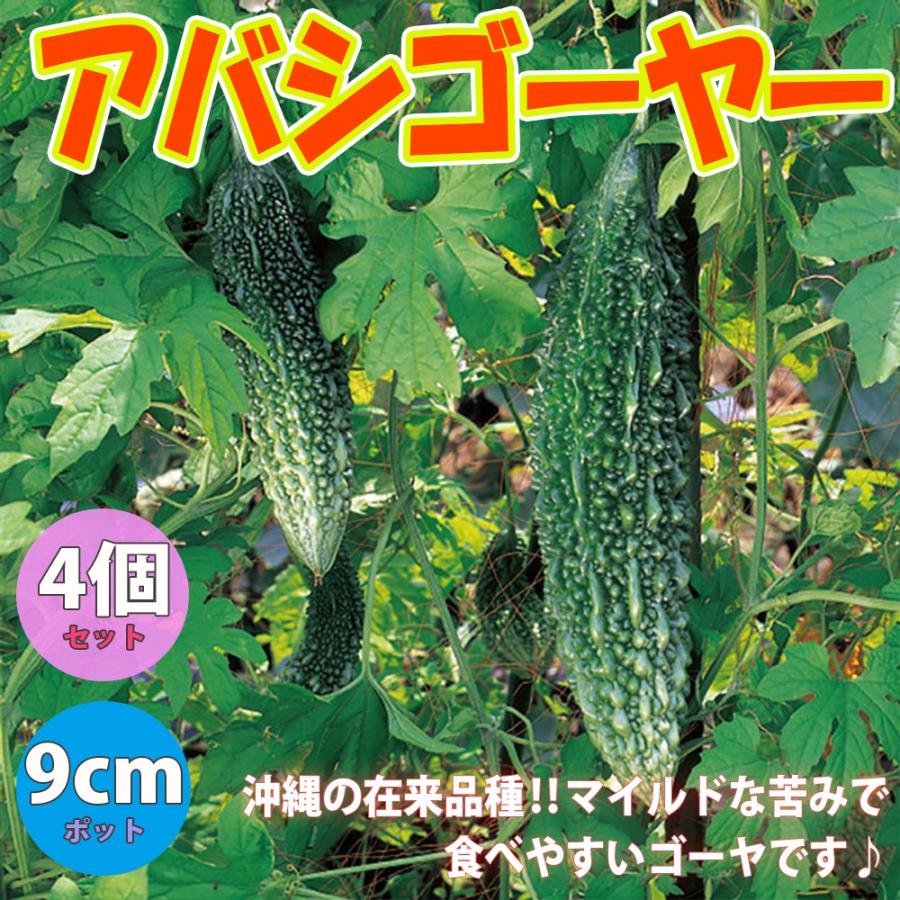 ゴーヤ苗 アバシゴーヤー 野菜苗 9cmポット 4個セット 送料無料 Nae 野菜苗 植物 青果物販売のitanse 通販 Yahoo ショッピング