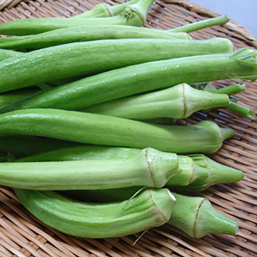 ITANSE オクラの苗 ジャンボ島オクラ 野菜苗 実生苗 9cm 4個セット