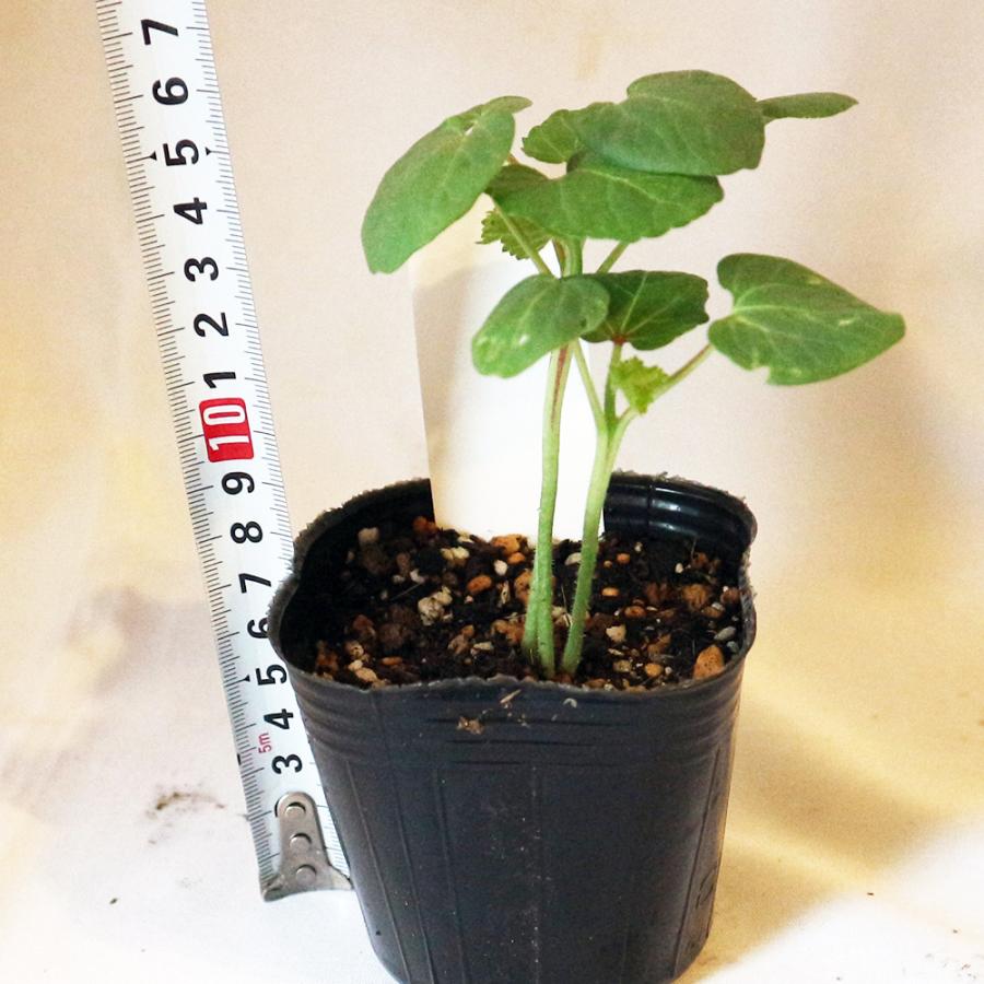 ITANSE オクラの苗 夏ねばりF1 野菜苗 実生苗 9cm 4個セット おくら苗
