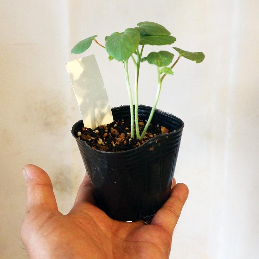 ITANSE オクラの苗 夏ねばりF1 野菜苗 実生苗 9cm 4個セット おくら苗