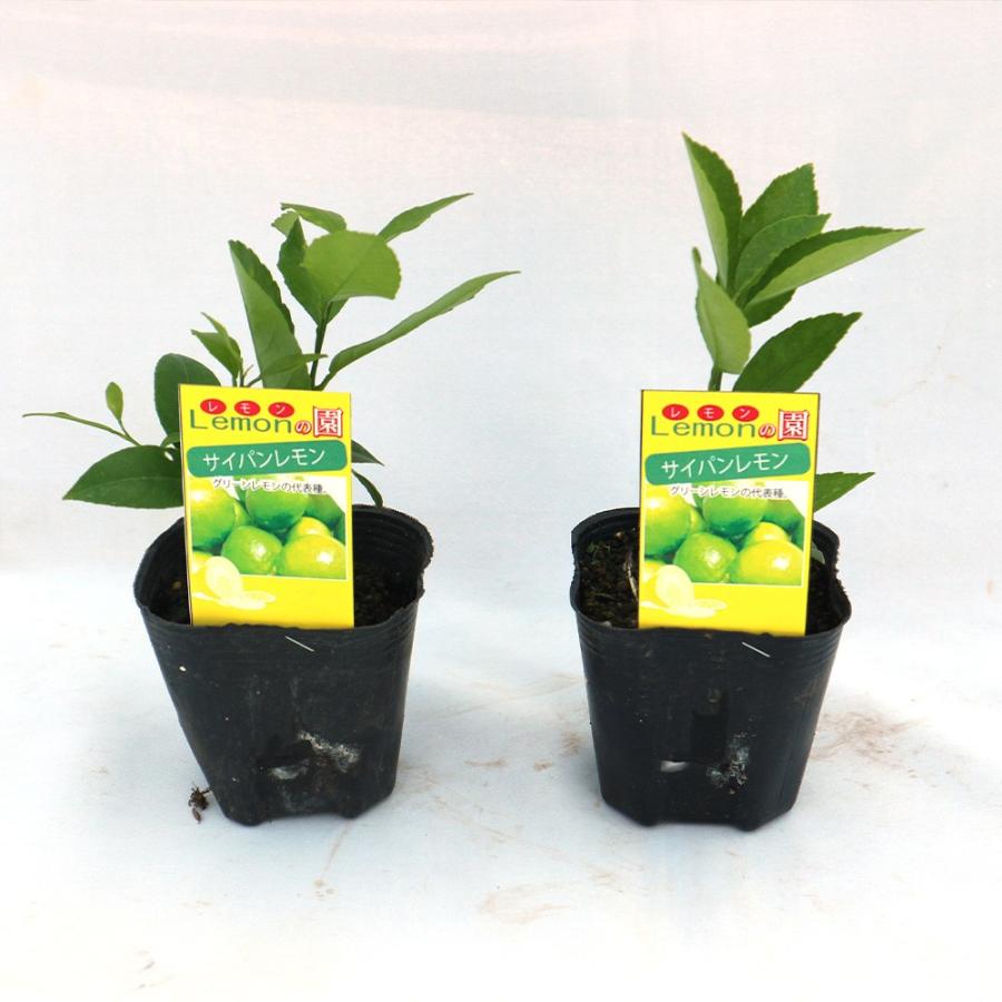 国際ブランド レモン苗 大実サイパンレモン 果樹苗 9cmポット 2個セット 人気の柑橘類の苗 送料無料 Whitesforracialequity Org
