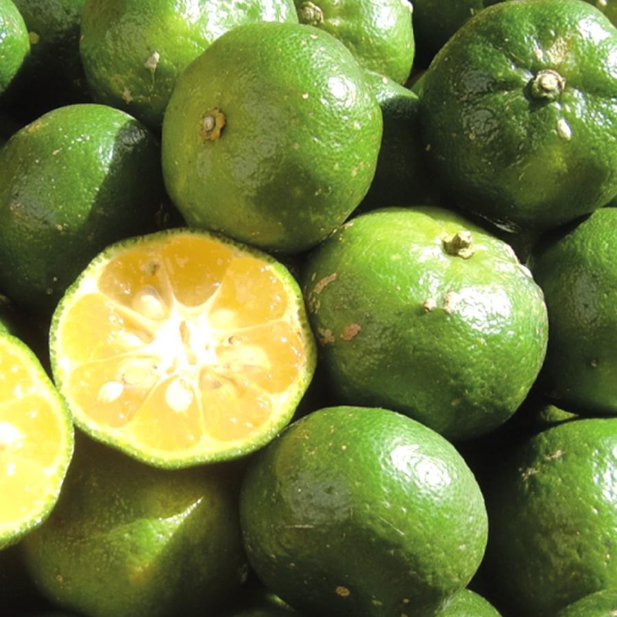 ITANSE レモン苗 シークワーサー(ヒラミレモン) 果樹苗 9cmポット 2個