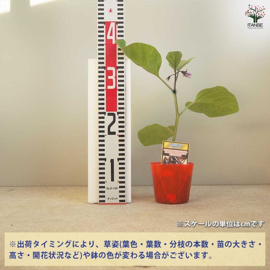 ITANSE ナス苗 秋なすび 野菜苗 自根苗 9cmポット 4個 送料無料