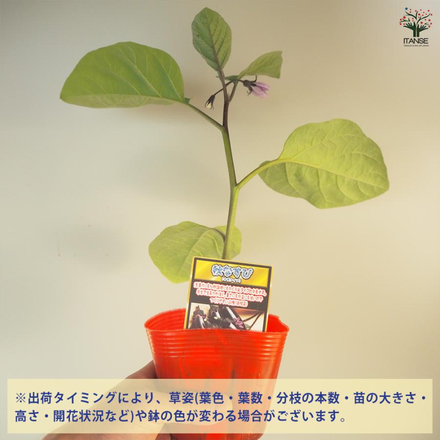ITANSE ナス苗 秋なすび 野菜苗 自根苗 9cmポット 4個 送料無料