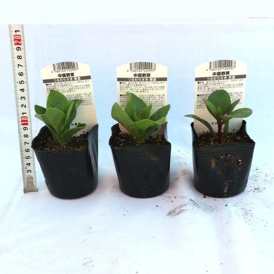 ITANSE つるむらさきの苗 (赤茎・青茎見計い混合) 野菜苗 9cmポット 3