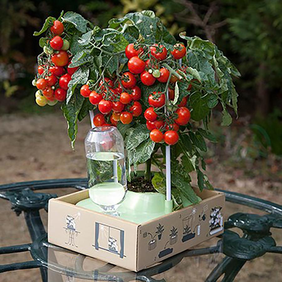 ITANSE ミニトマトの苗 プリティーベル 自根苗 9cmポット 2個セット  