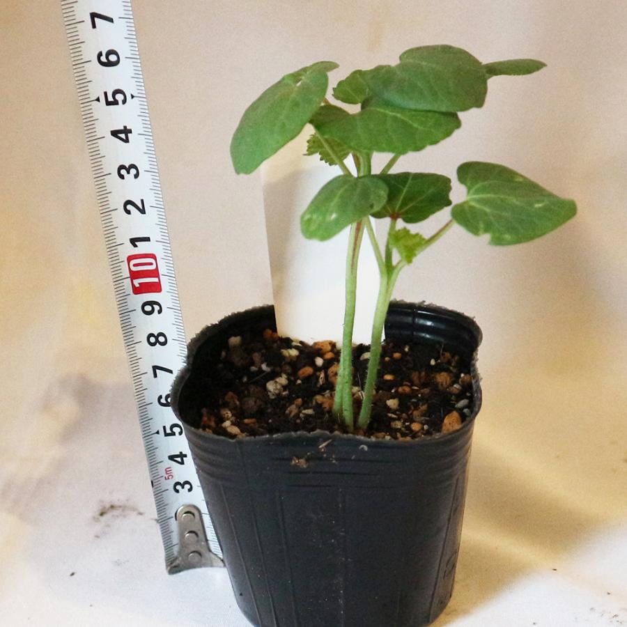 最大67 オフ オクラ苗 スターディビッド ダビデの星 野菜苗 実生苗 9cm 4個セット おくら苗 希少品種 送料無料 Aynaelda Com