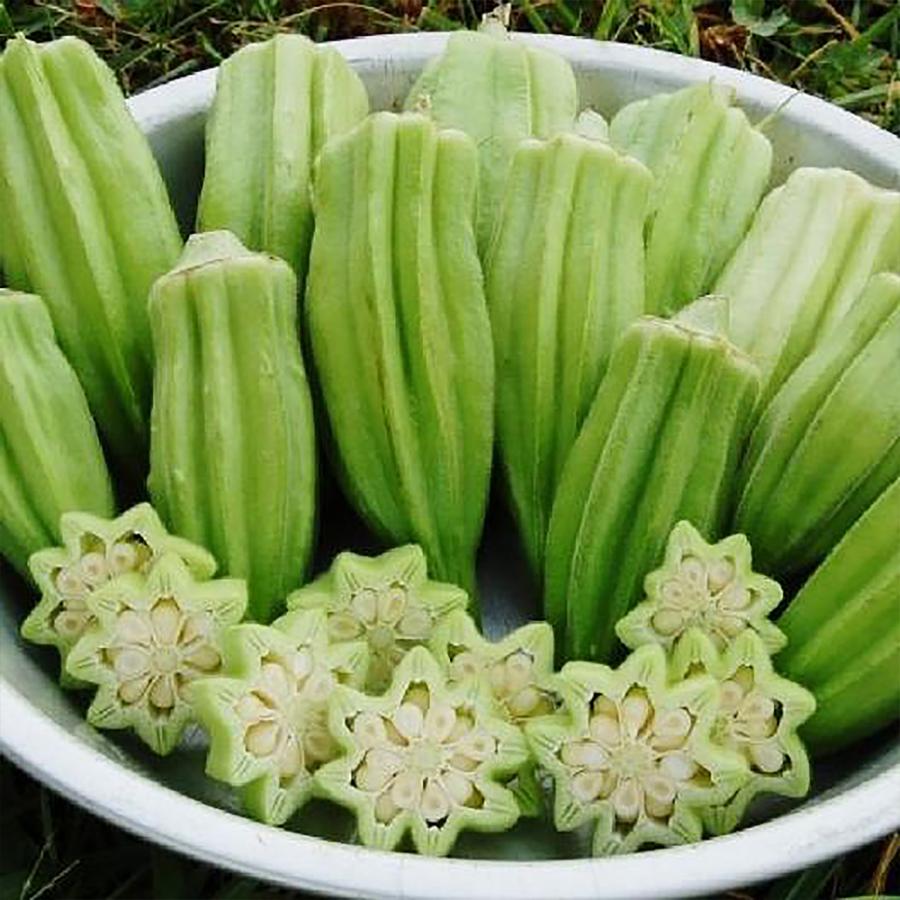 ITANSE オクラの苗 スターディビッド(ダビデの星) 野菜苗 実生苗 9cm 4 