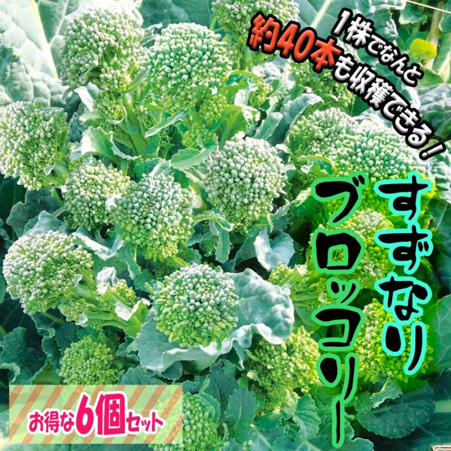 ブロッコリー苗 すずなりブロッコリー 野菜苗 9cmポット 6個セット 送料無料 :nae00244:野菜苗・植物・青果物販売のITANSE - 通販 - Yahoo!ショッピング ブロッコリー苗 すずなりブロッコリー 野菜苗 9cmポット 6個セット 送料無料 :nae00244:野菜苗・植物・青果物販売のITANSE - 通販 - Yahoo!ショッピング