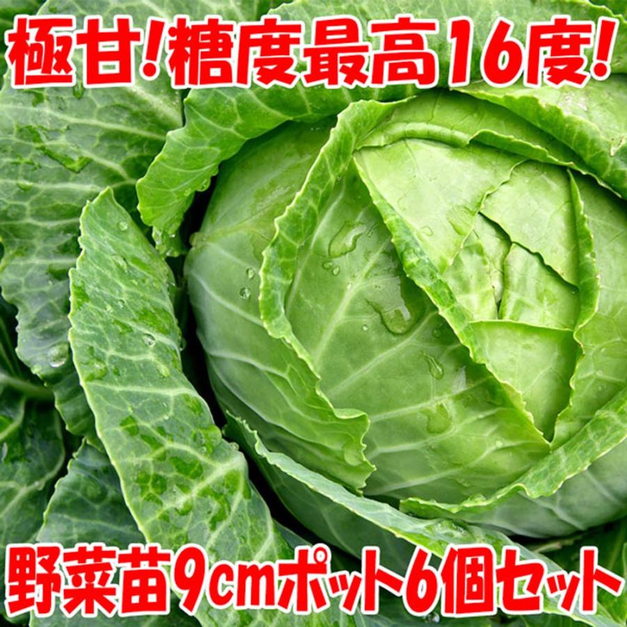 ITANSE キャベツ苗 スイーツキャベツ 野菜苗 9cmポット 6個セット 送料無料 イタンセ公式｜itanse｜02