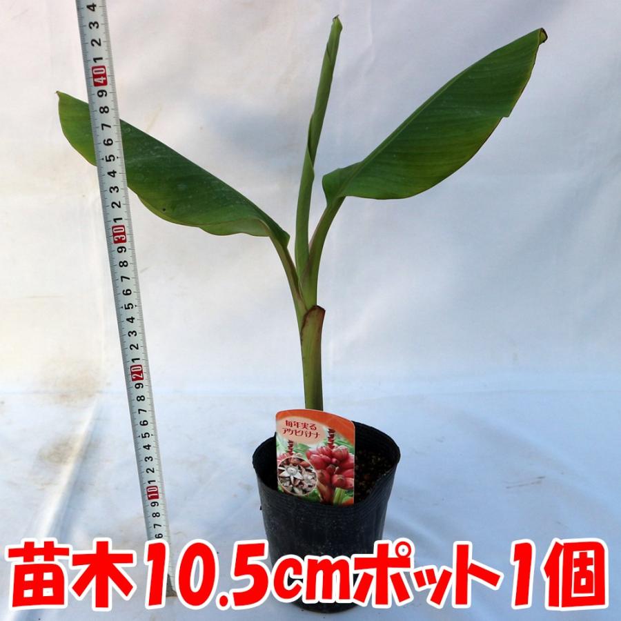 ITANSE バナナ苗 アケビバナナ(耐寒性バナナ) 果樹苗 10.5cm ITANSE バナナ苗 アケビバナナ(耐寒性バナナ) 果樹苗 10.5cm