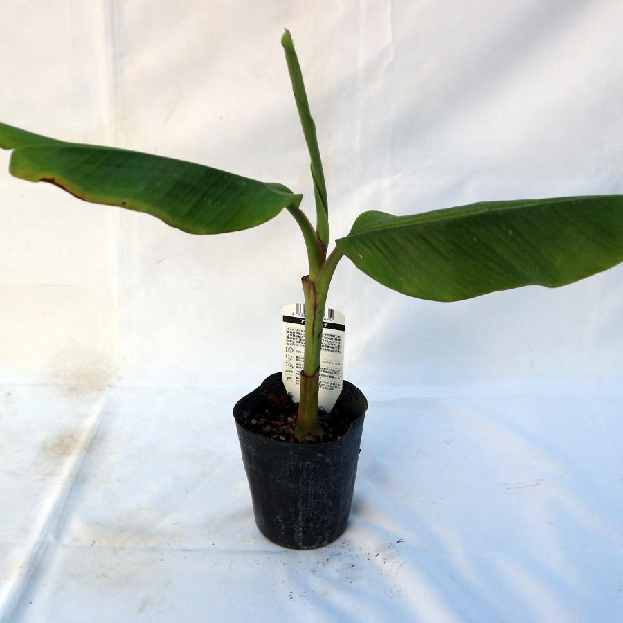ITANSE バナナ苗 アケビバナナ(耐寒性バナナ) 果樹苗 10.5cmポット 1個