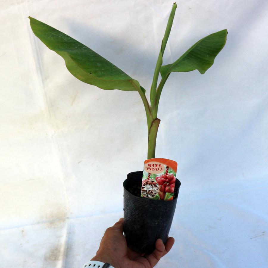 1苗のみ◇来季開花⁉巨大201cmバナナ◇ブラジルアップル。高糖度、耐寒
