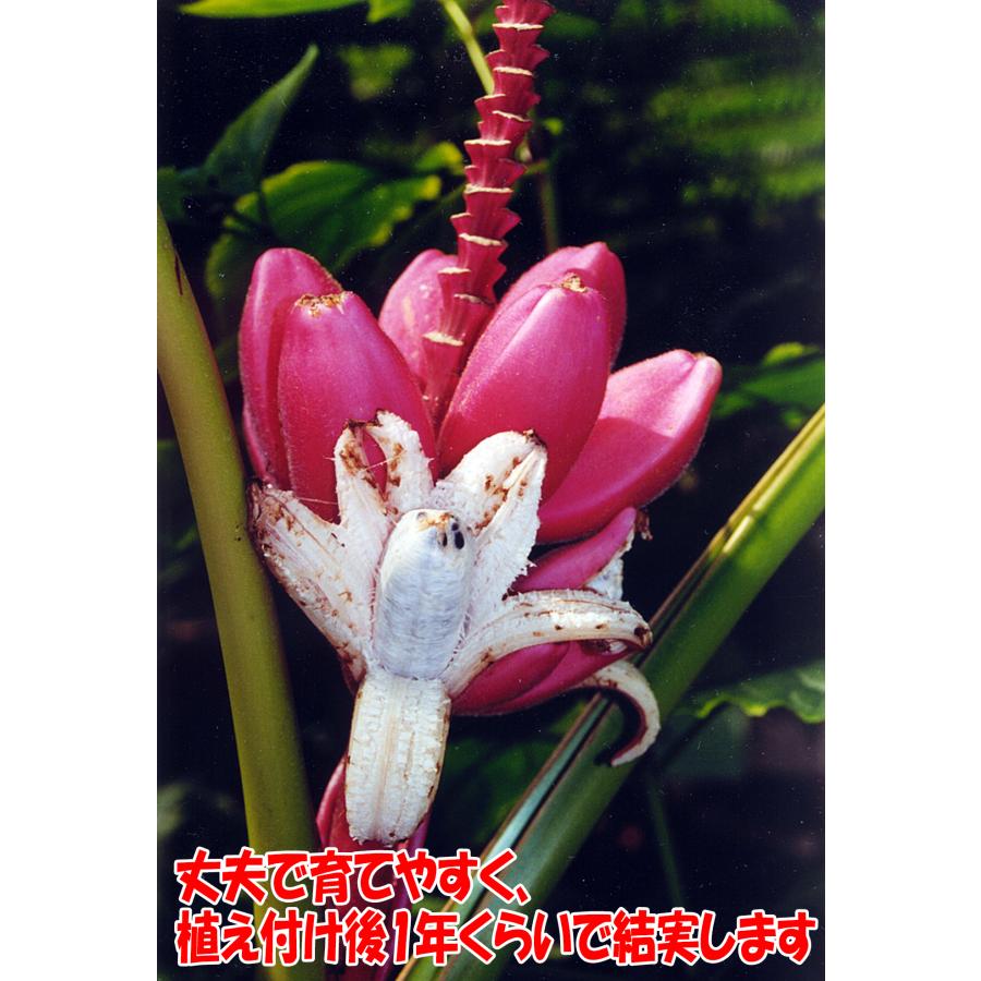 バナナ苗　いっぷ様 リクエスト 5点 まとめ商品 バナナ苗 いっぷ様 リクエスト 5点 まとめ商品