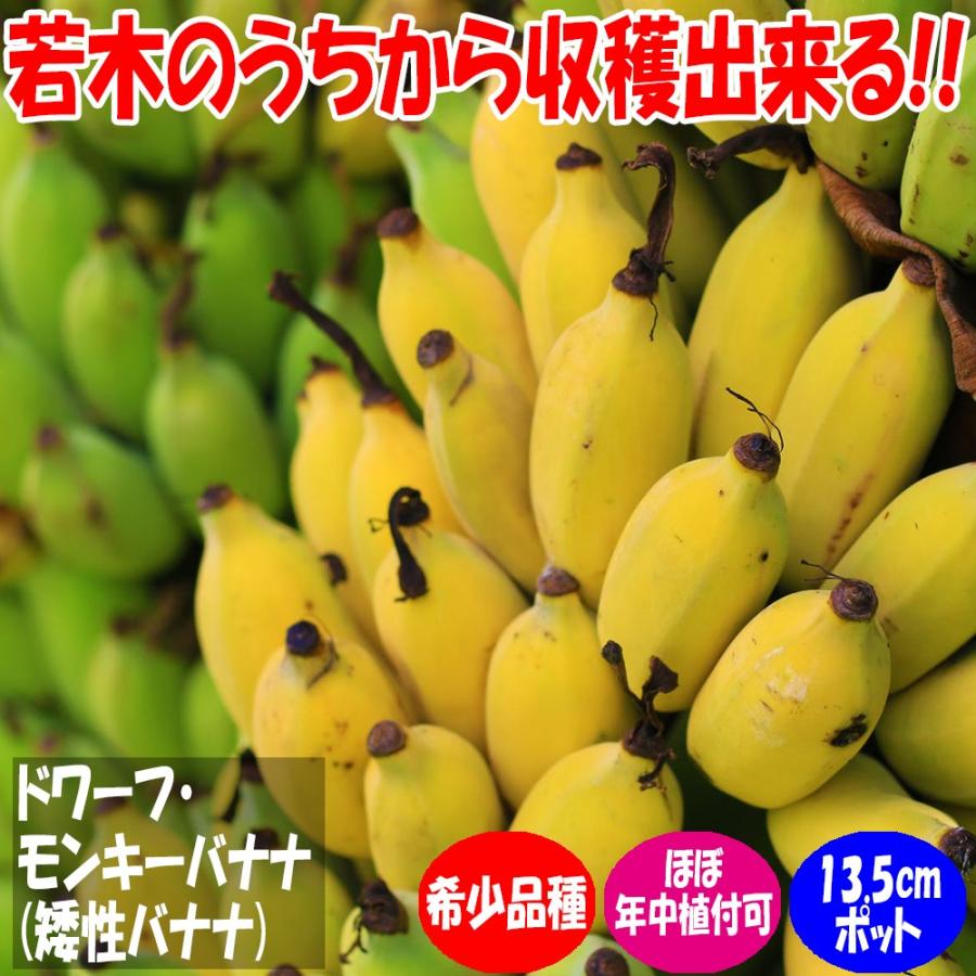 ITANSE バナナ苗 ドワーフモンキーバナナ(矮性バナナ) 果樹苗 ITANSE バナナ苗 ドワーフモンキーバナナ(矮性バナナ) 果樹苗