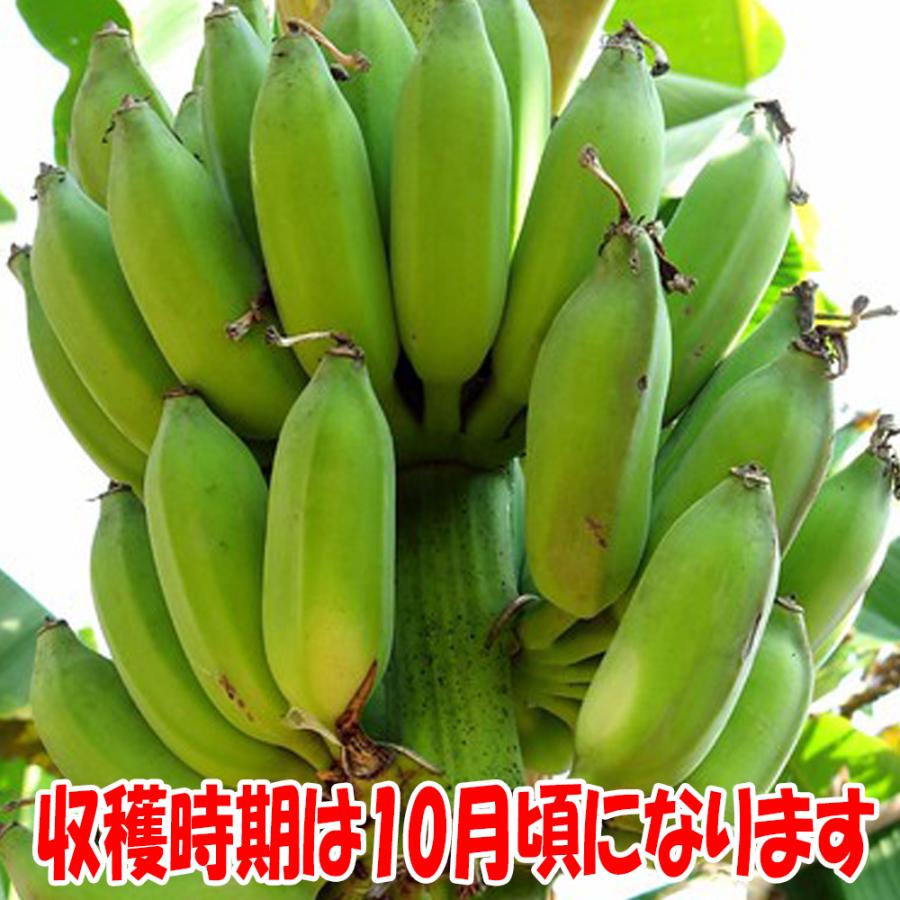 ITANSE バナナ苗 ドワーフモンキーバナナ(矮性バナナ) 果樹苗 13.5cm