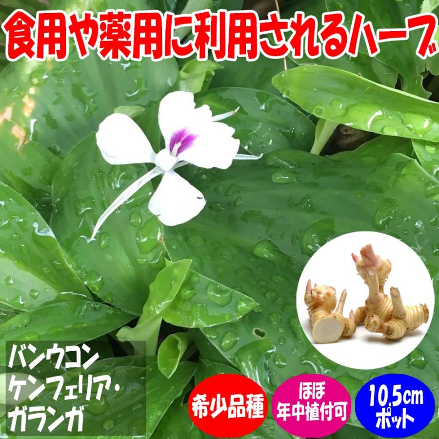 ケンフェリアガランガ(kencur) 苗 ケンフェリアガランガ(kencur)