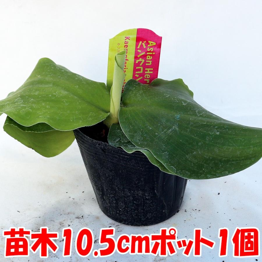 ITANSE ハーブ苗 バンウコン ケンフェリア・ガランガの苗(カチュールス