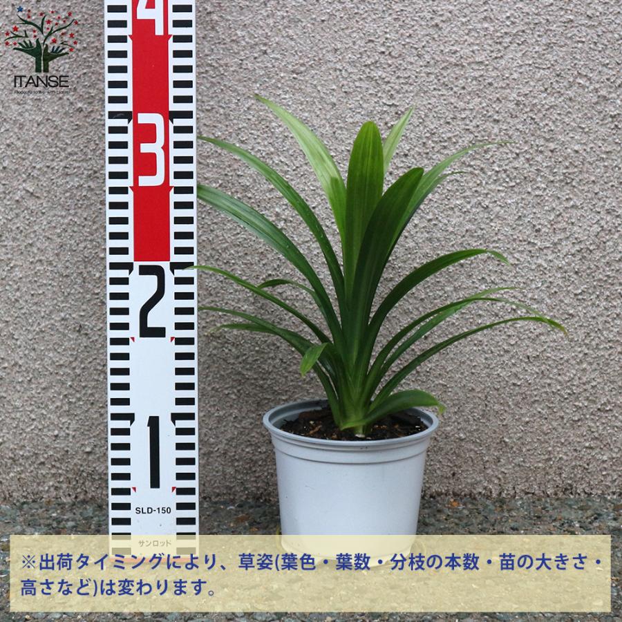 ITANSE ハーブ苗 ニオイタコノキ(パンダンリーフ) 12cmポット 1個 送料