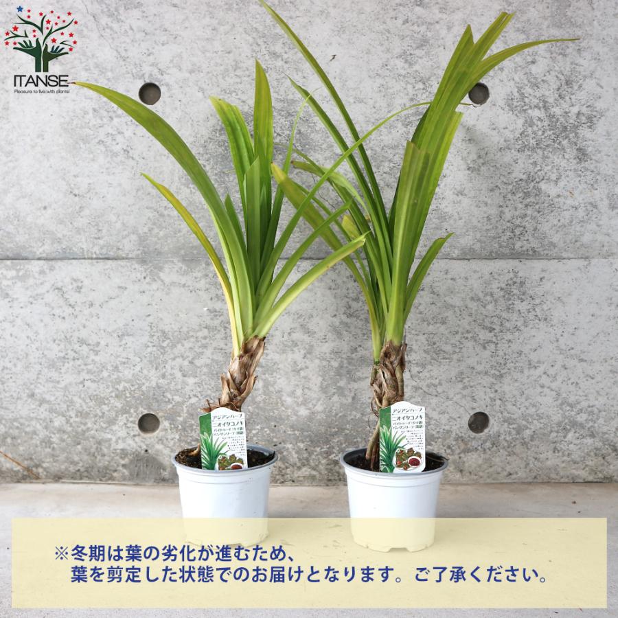 ITANSE ハーブ苗 ニオイタコノキ(パンダンリーフ) 12cmポット 1個 送料