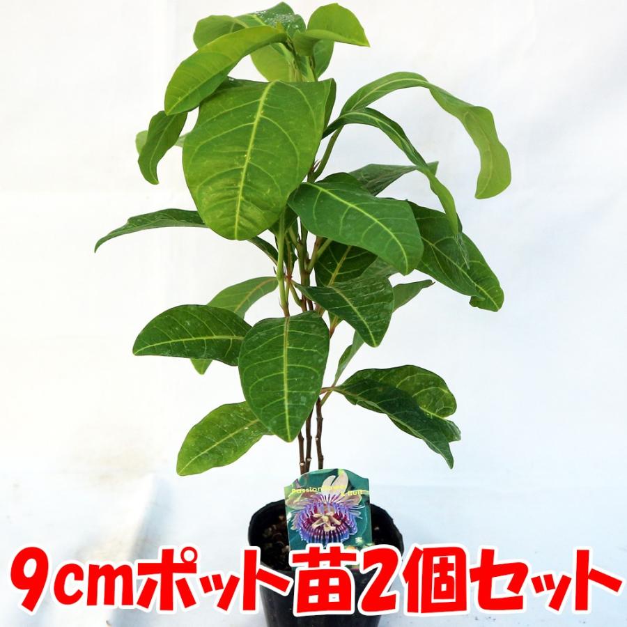 パッションフルーツ苗 ミズレモン 果樹苗 9cmポット 2個セット トケイソウ ラウリフォリア 送料無料 Nae 野菜苗 植物 青果物販売のitanse 通販 Yahoo ショッピング