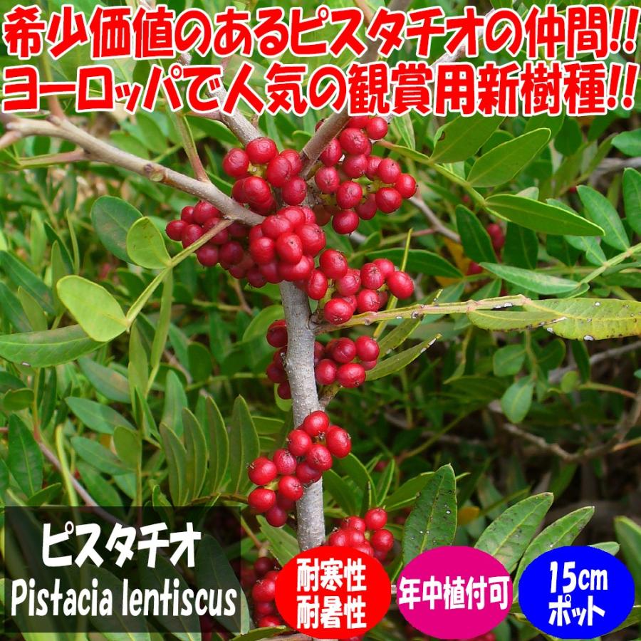 ピスタチオ苗木 楽天市場】【ポイント2倍☆マラソン期間】ピスタチオ 植木苗 15cm