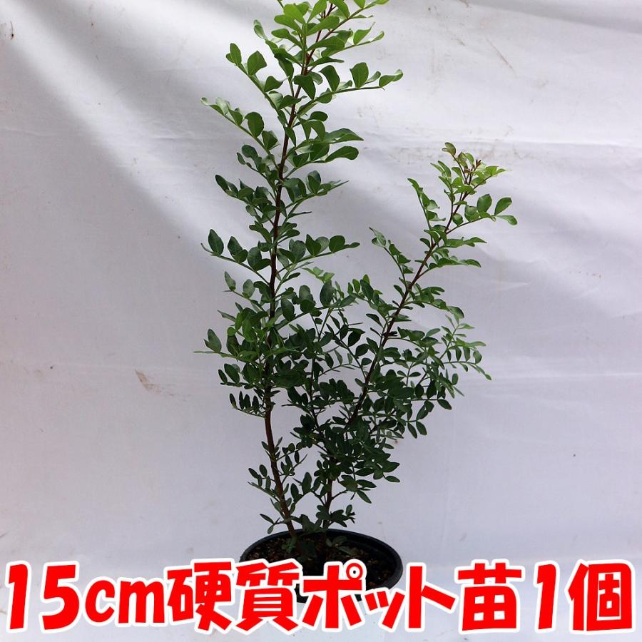 ITANSE ピスタチオ(観賞用品種) 果樹苗 硬質15cmポット 1個 Pistacia