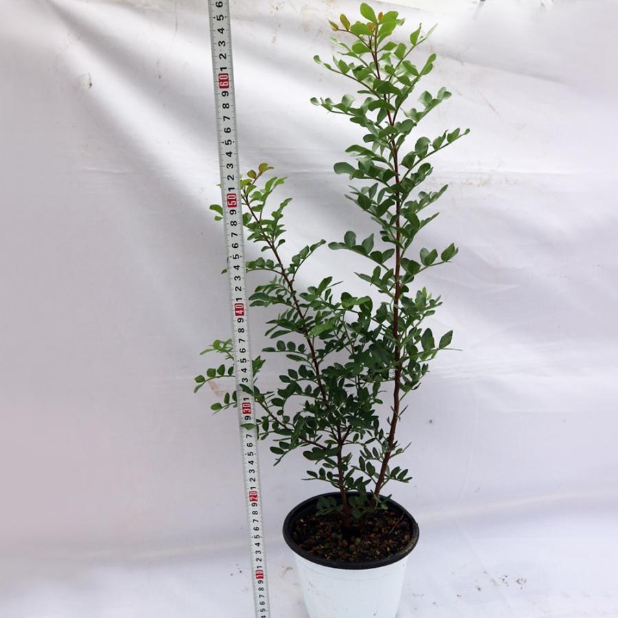 ピスタチオ 観賞用品種 果樹苗 硬質15cmポット 1個 Pistacia Lentiscus 送料無料 Nae 野菜苗 植物 青果物販売のitanse 通販 Yahoo ショッピング