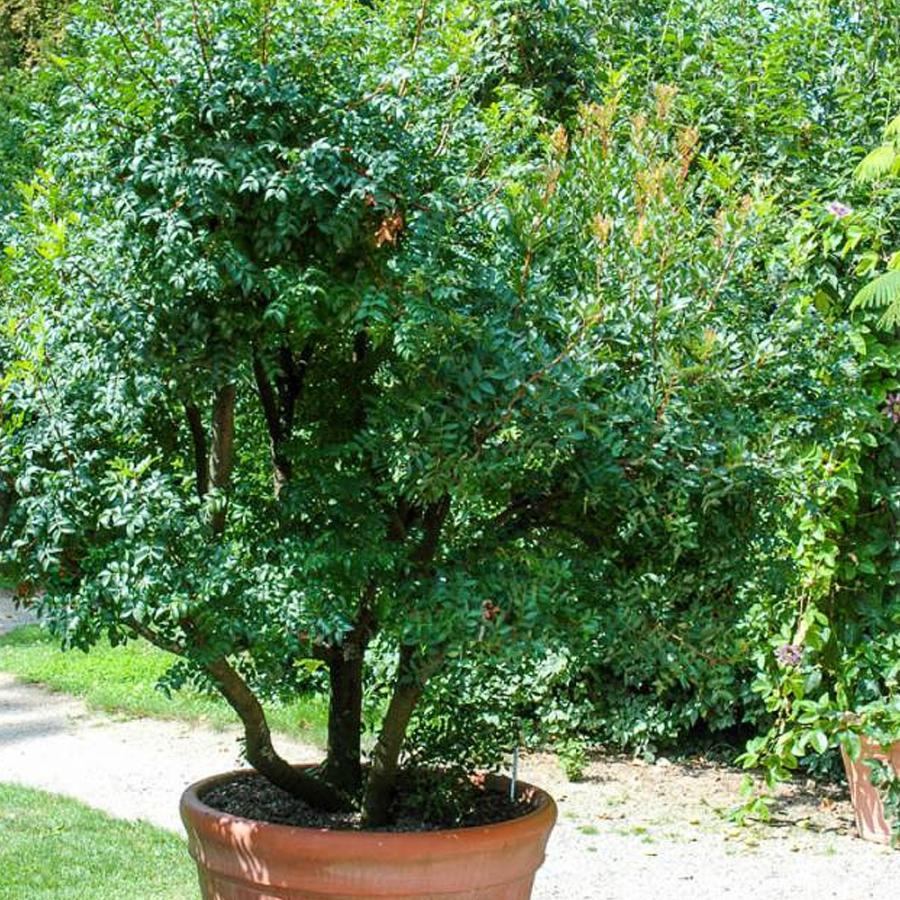 ピスタチオ 観賞用品種 果樹苗 硬質15cmポット 1個 Pistacia Lentiscus 送料無料 Nae 野菜苗 植物 青果物販売のitanse 通販 Yahoo ショッピング