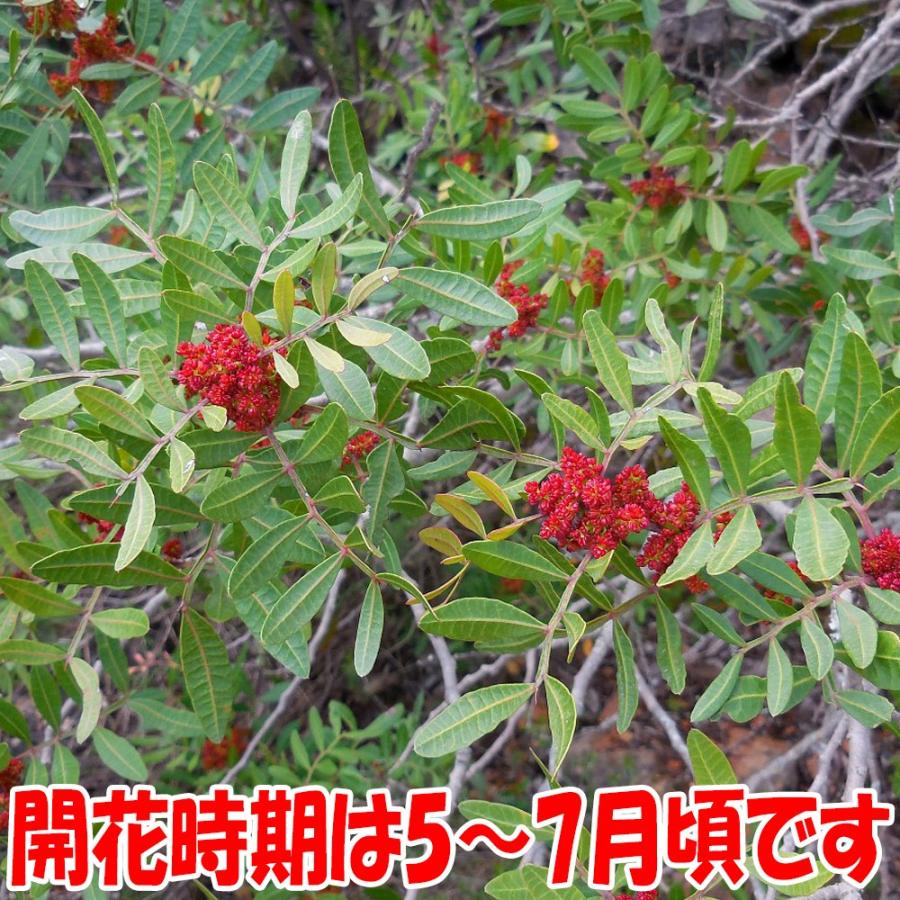 ITANSE ピスタチオ(観賞用品種) 果樹苗 硬質15cmポット 1個 Pistacia