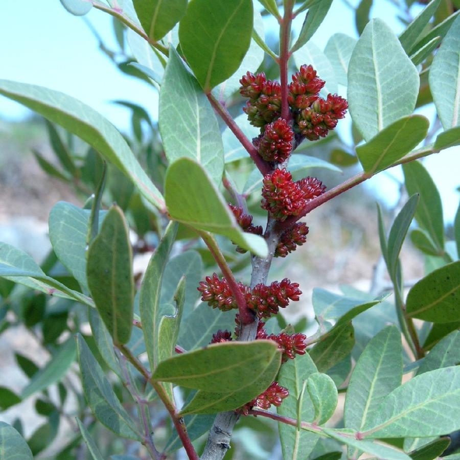 ITANSE ピスタチオ(観賞用品種) 果樹苗 硬質15cmポット 1個 Pistacia