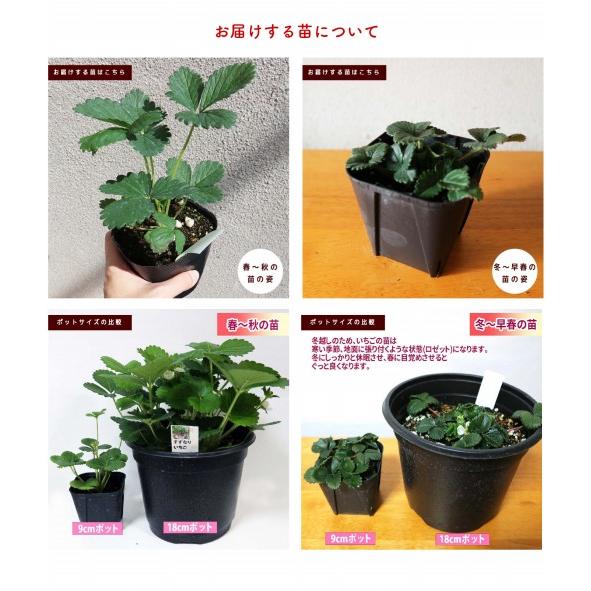 イチゴ苗 すずなりいちご 野菜苗 9cmポット 2個セット いちごの肥料