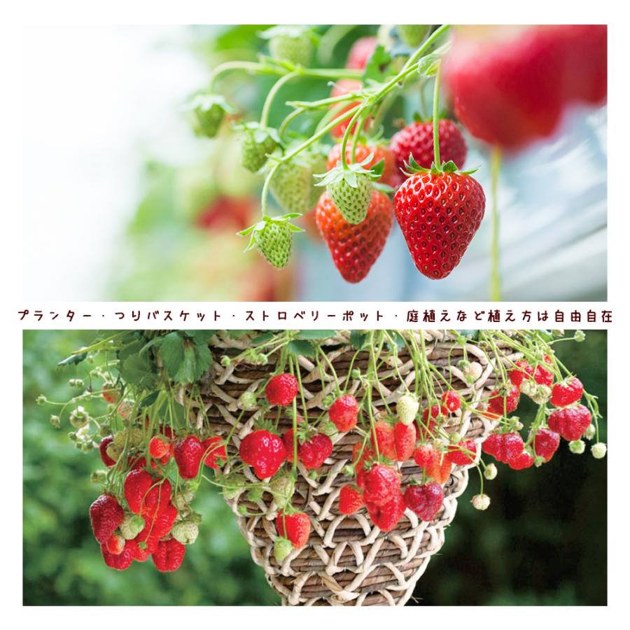 イチゴ苗 すずなりいちご 野菜苗 9cmポット 3個セット 送料無料 : 野菜