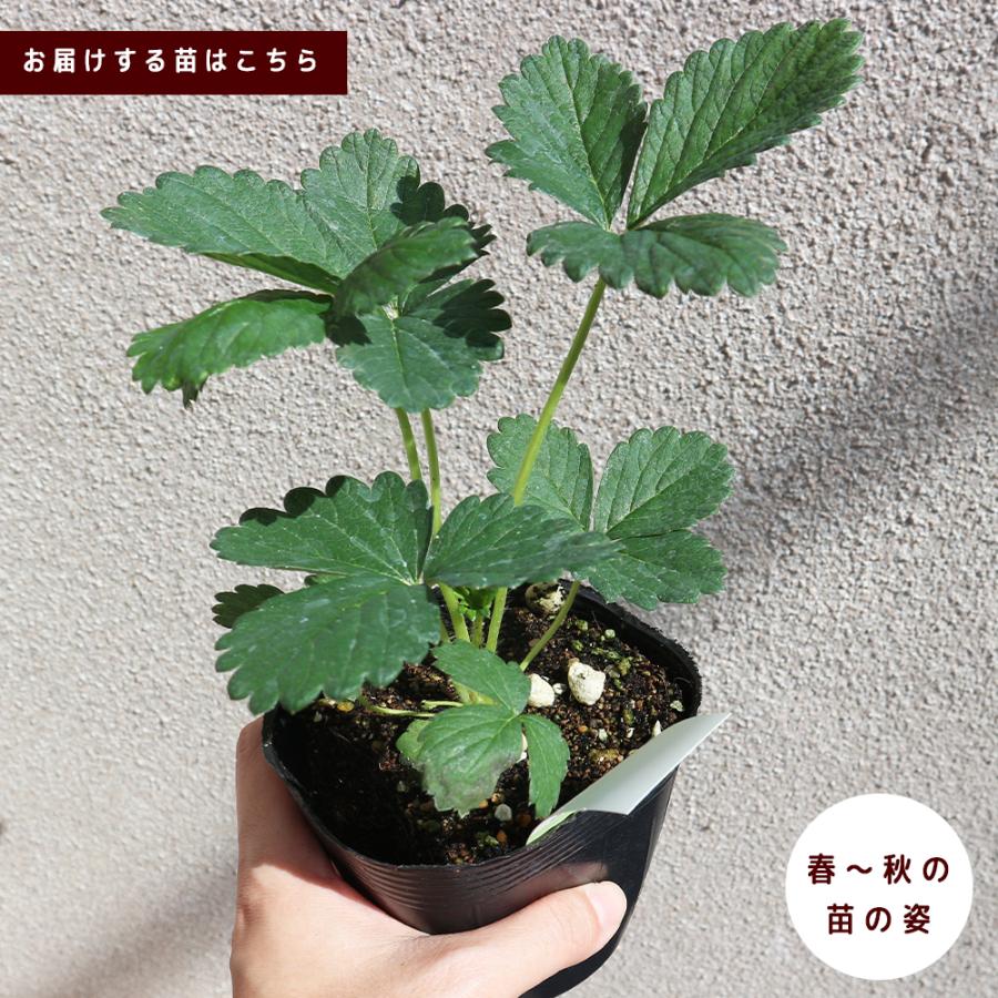 イチゴ苗 すずなりいちご 野菜苗 9cmポット 3個セット 送料無料 : 野菜