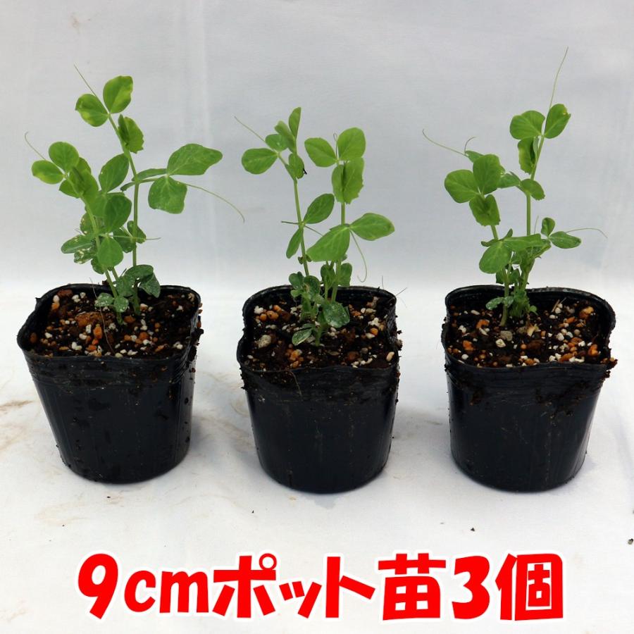 ITANSE えんどう豆苗 極甘絹さやエンドウ豆 野菜苗 9cmポット 3個セット 送料無料 イタンセ公式｜itanse｜02