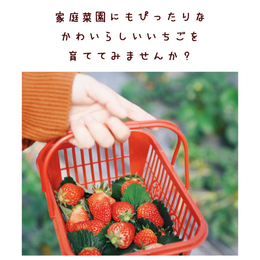 イチゴ苗 すずなりいちご 野菜苗 18cm大苗 BN硬質18cmポット 1個 イチゴ苗 すずなりいちご 野菜苗 18cm大苗 BN硬質18cmポット 1個