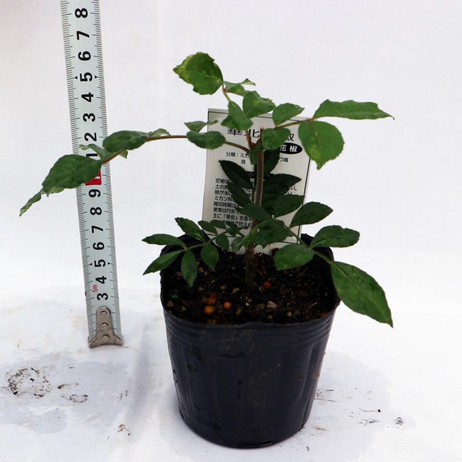 ITANSE 華北山椒(カホクサンショウ) 果樹苗 1年生挿し木苗 9cmポット 2