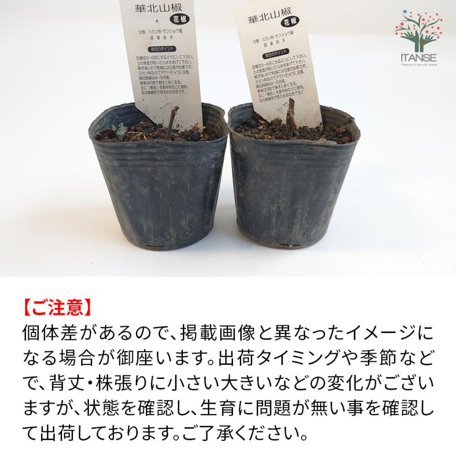 ITANSE 華北山椒(カホクサンショウ) 果樹苗 1年生挿し木苗 9cmポット 2