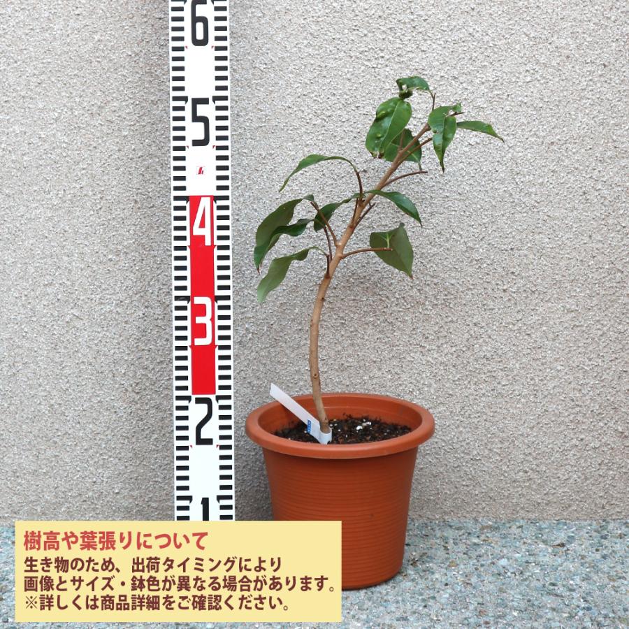 ITANSE ライチ苗 島津ライチ 果樹苗 とり木大苗 Mサイズ 3〜4 ITANSE ライチ苗 島津ライチ 果樹苗 とり木大苗 Mサイズ 3〜4