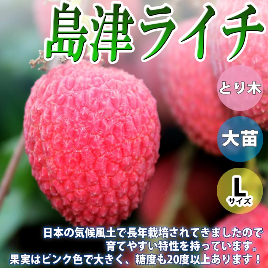 ITANSE ライチ苗 島津ライチ とり木大苗 Lサイズ 4〜5年生苗 6号 ITANSE ライチ苗 島津ライチ とり木大苗 Lサイズ 4〜5年生苗 6号