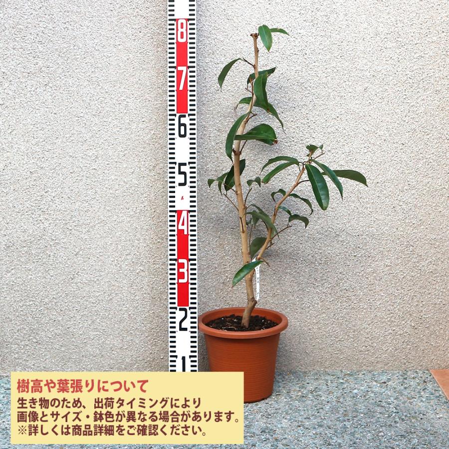 ITANSE ライチ苗 島津ライチ とり木大苗 LLサイズ 5〜6年生苗 6号鉢 1鉢 送料無料 イタンセ公式 