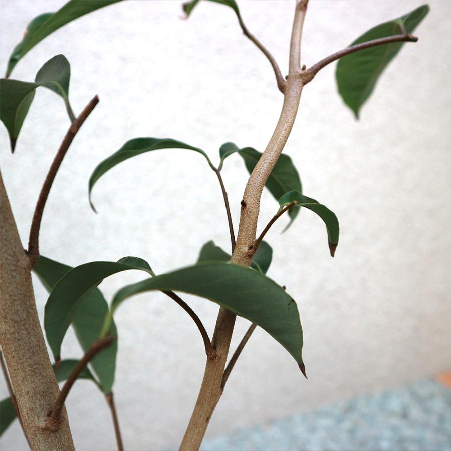 ITANSE ライチ苗 島津ライチ とり木大苗 LLサイズ 5〜6年生苗 6号鉢 1鉢 送料無料 イタンセ公式 