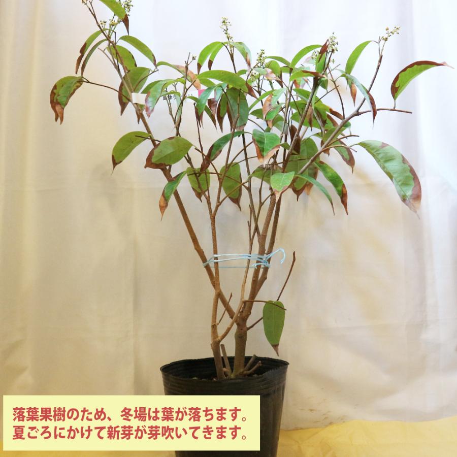 ITANSE ライチ苗 島津ライチ とり木大苗 LLサイズ 5〜6年生苗 6号鉢 1鉢 送料無料 イタンセ公式 