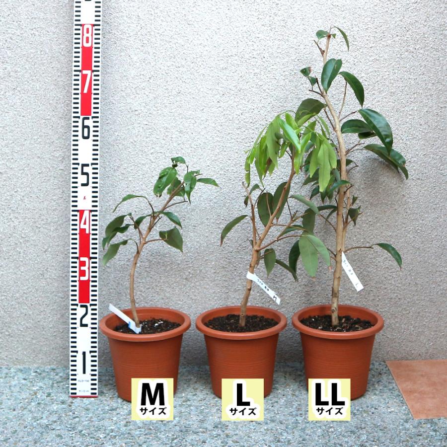 ITANSE ライチ苗 島津ライチ とり木大苗 LLサイズ 5〜6年生苗 6号鉢 1鉢 送料無料 イタンセ公式 